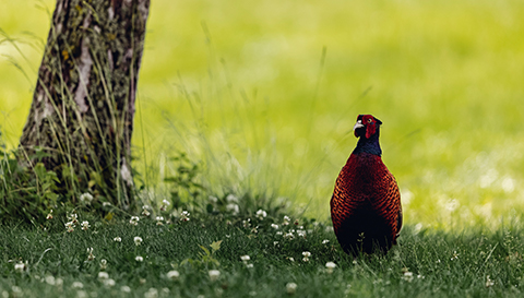 BMW International Open 2021 Highlights Donnerstag